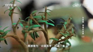 31.gif